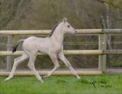 Poulain Sport prestigieux Color
