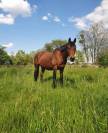 Cheval