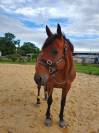 Cheval
