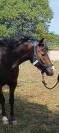Ponette 2 ans (croisement  New Forest)