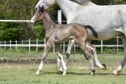 Poulain femelle SF 