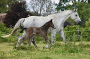 Poulain femelle SF 