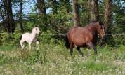 poulain PRE PP