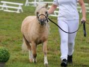 Entier mini shetland 