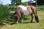 Entier mini shetland 