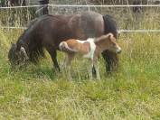 Entier mini shetland 