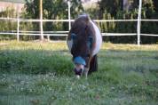 Entier mini shetland 