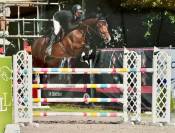 Superbe Hongre de 8 ans - obstacle 140cm 