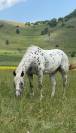 Castrone Appaloosa Leopard