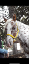 Castrone Appaloosa Leopard