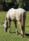 Castrone Appaloosa Leopard