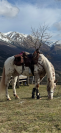Castrone Appaloosa Leopard