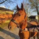 Poulain (hongre) Quarter crois&eacute; paint horse