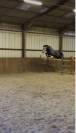 Superbe hongre KWPN 6 ans 
