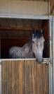 Superbe hongre KWPN 6 ans 