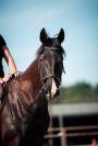 Cheval de loisirs 