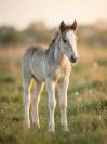 Colt Gypsy Cob For sale 2026 Silver dapple