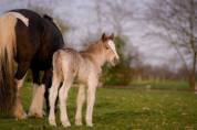 Colt Gypsy Cob For sale 2026 Silver dapple