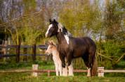 Colt Gypsy Cob For sale 2026 Silver dapple