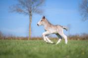 Colt Gypsy Cob For sale 2026 Silver dapple
