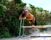 Saillie &eacute;talon irish cob. La meilleure lign&eacute;e sportive