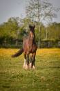 Saillie &eacute;talon irish cob. La meilleure lign&eacute;e sportive
