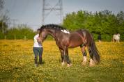 Saillie &eacute;talon irish cob. La meilleure lign&eacute;e sportive