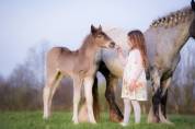 Filly Friesian Arabian For sale 2026 Silver dapple