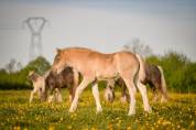 Filly Friesian Arabian For sale 2026 Silver dapple