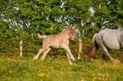 Filly Friesian Arabian For sale 2026 Silver dapple