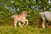 Filly Friesian Arabian For sale 2026 Silver dapple