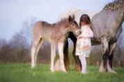 Filly Friesian Arabian For sale 2026 Silver dapple