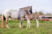 Filly Friesian Arabian For sale 2026 Silver dapple