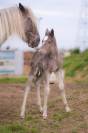 Colt Friesian Arabian For sale 2026 Silver dapple