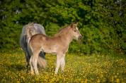 Colt Friesian Arabian For sale 2026 Silver dapple