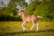 Colt Friesian Arabian For sale 2026 Silver dapple