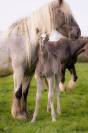 Colt Friesian Arabian For sale 2026 Silver dapple