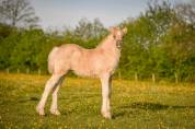 Filly Friesian Arabian For sale 2026 Silver dapple