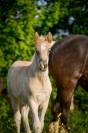 Filly Friesian Arabian For sale 2026 Silver dapple