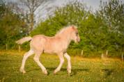 Filly Friesian Arabian For sale 2026 Silver dapple