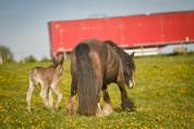 Filly Gypsy Cob For sale 2026 Silver dapple