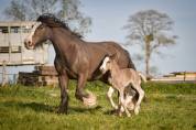 Filly Gypsy Cob For sale 2026 Silver dapple