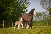 Filly Gypsy Cob For sale 2026 Silver dapple