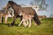 Filly Gypsy Cob For sale 2026 Silver dapple
