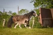 Filly Gypsy Cob For sale 2026 Silver dapple