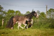 Filly Gypsy Cob For sale 2026 Silver dapple