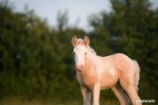 Filly Gypsy Cob For sale 2025 Palomino