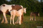 Filly Gypsy Cob For sale 2025 Palomino