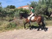 Gelding PRE Pure Spanish Bred For sale 2016 Other color