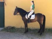 Gelding PRE Pure Spanish Bred For sale 2016 Other color